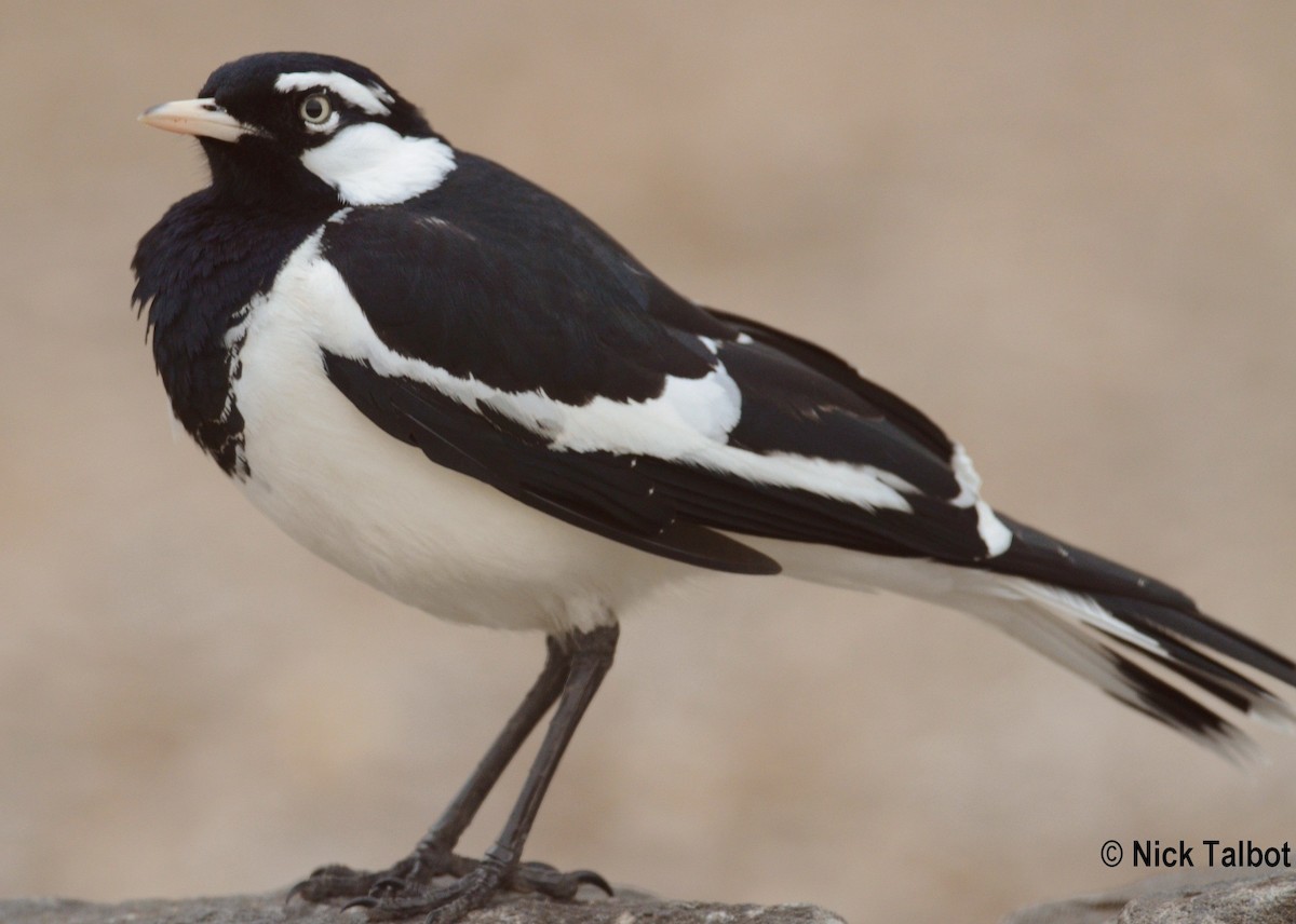 Magpie-lark - ML205576411