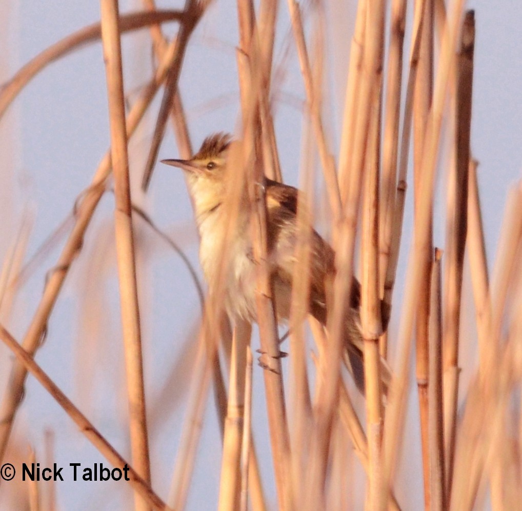 Australian Reed Warbler - Nicholas Talbot
