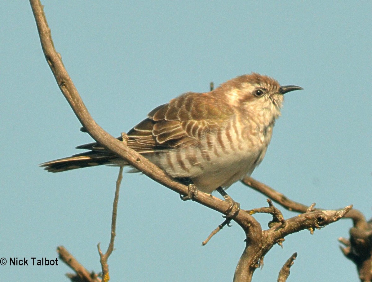 Horsfield's Bronze-Cuckoo - Nicholas Talbot