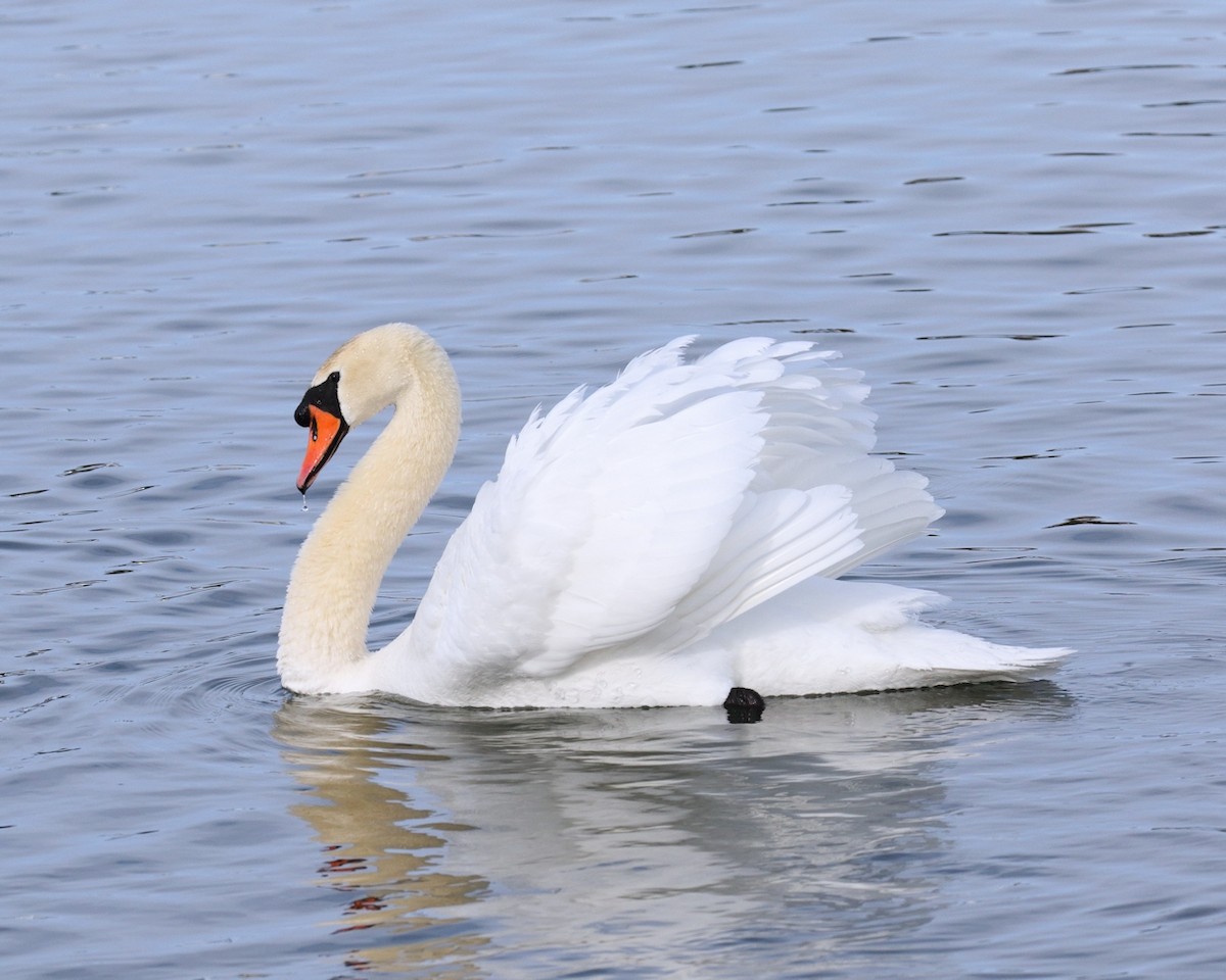 Mute Swan - Ian K Barker