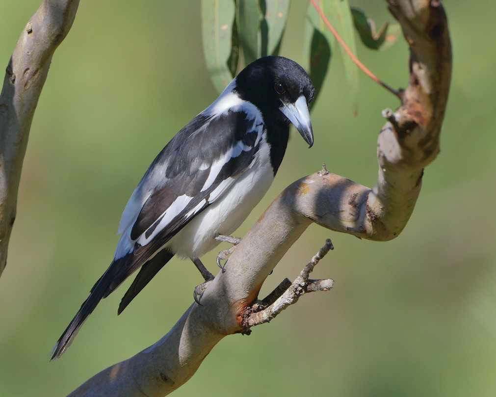 Pied Butcherbird - ML205576931