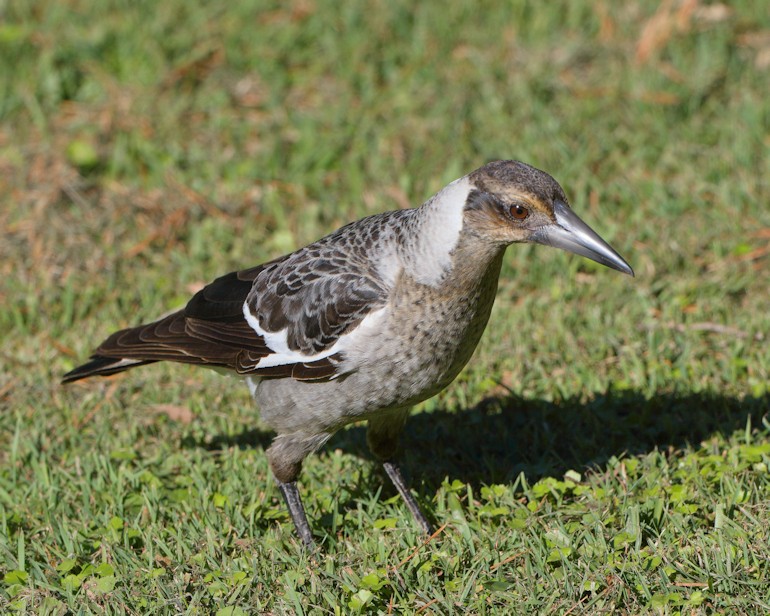 Australian Magpie (Black-backed) - Ian K Barker