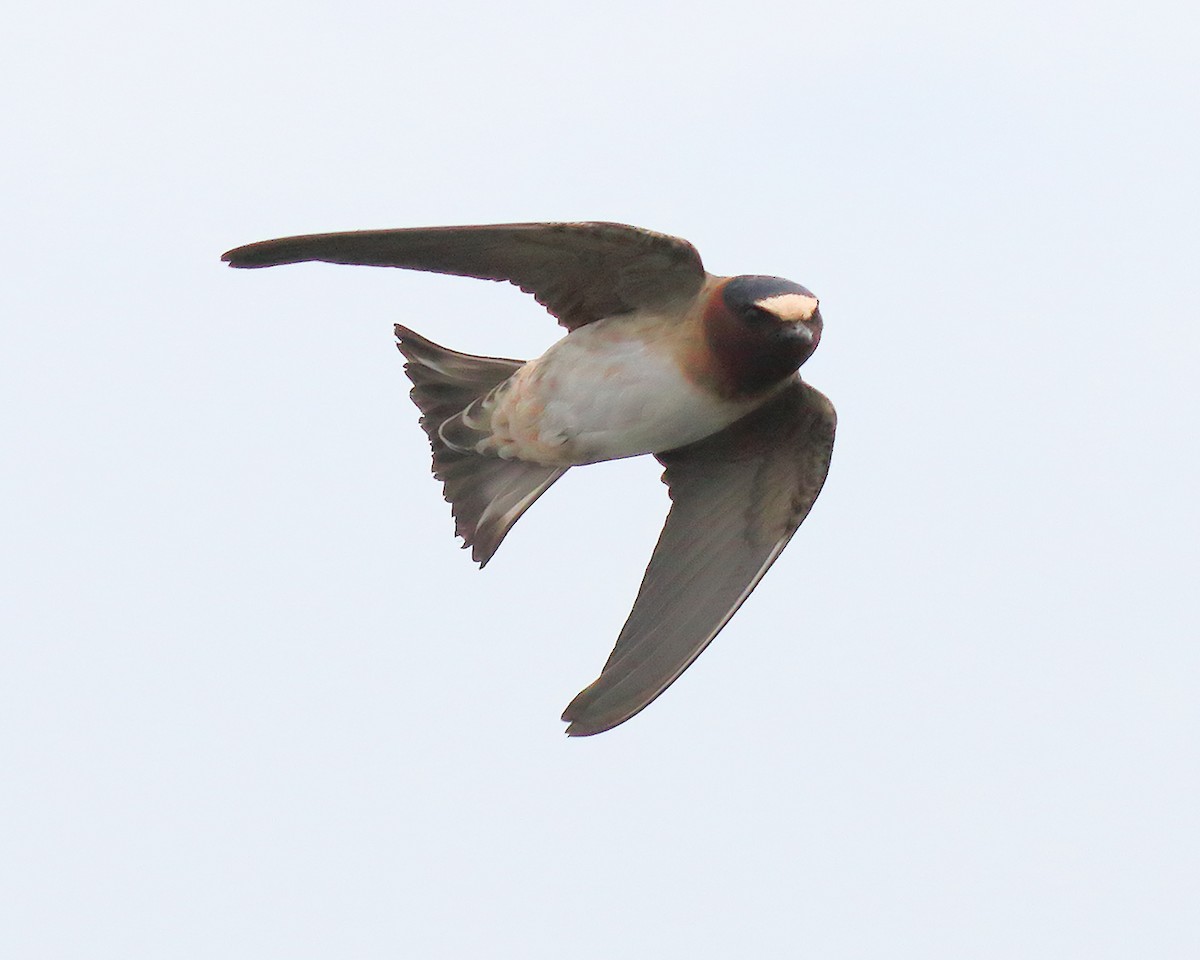 Cliff Swallow (pyrrhonota Group) - Ian K Barker