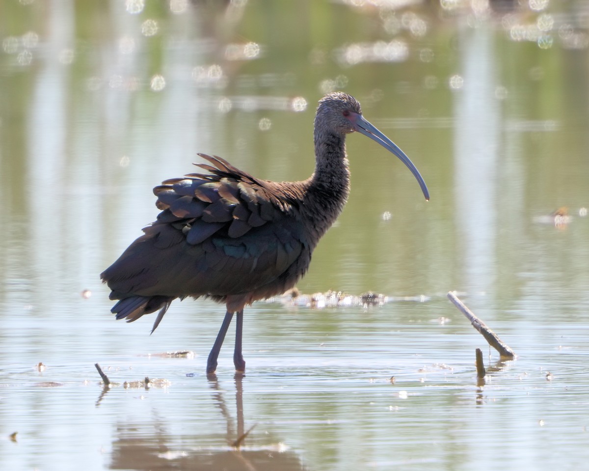 White-faced Ibis - ML205577231