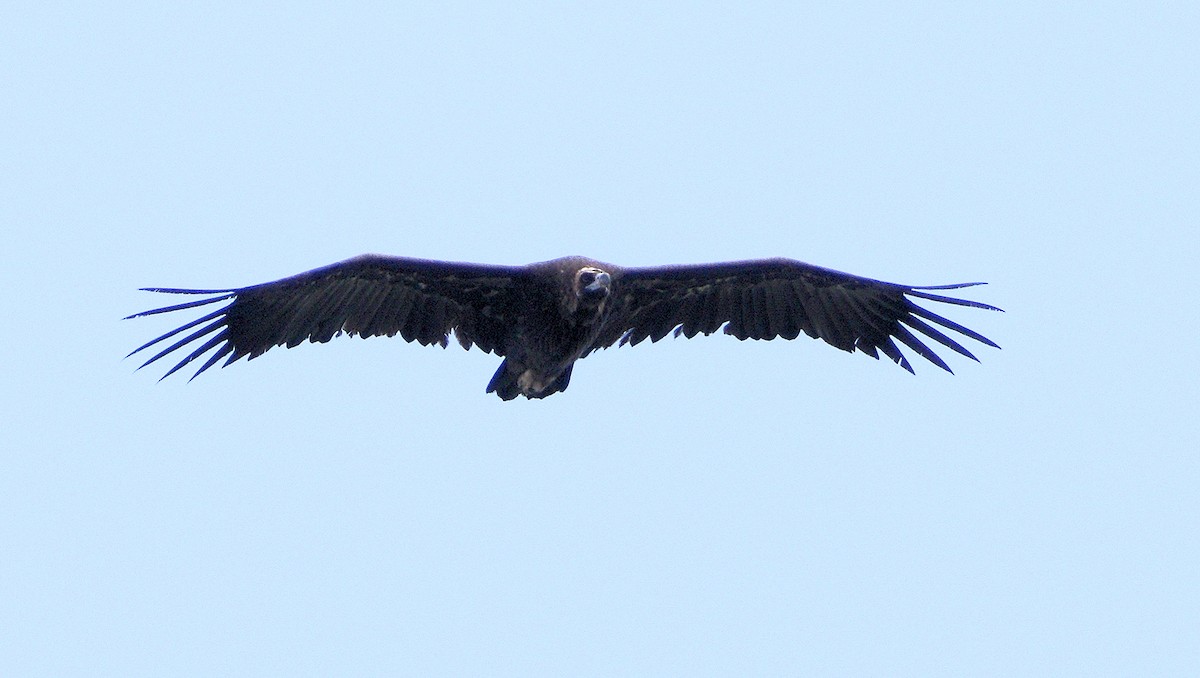 Cinereous Vulture - Ian K Barker