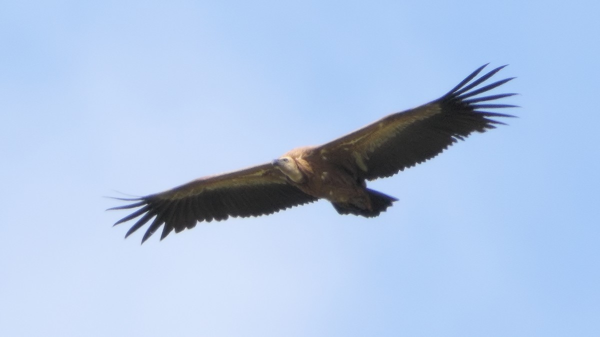 Eurasian Griffon - Ian K Barker