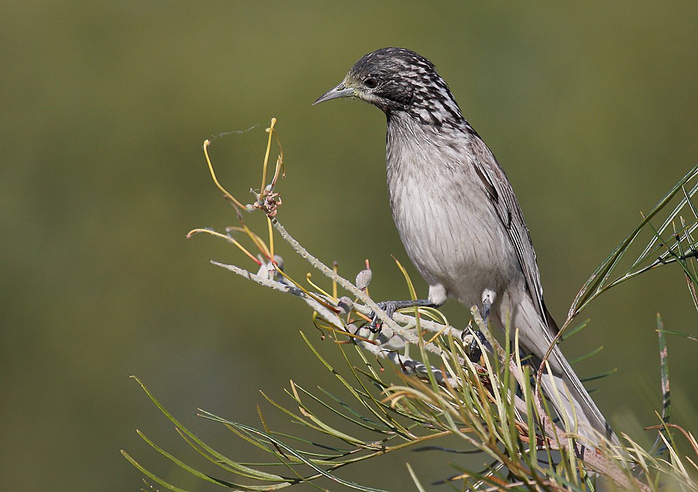 Striped Honeyeater - ML205577491