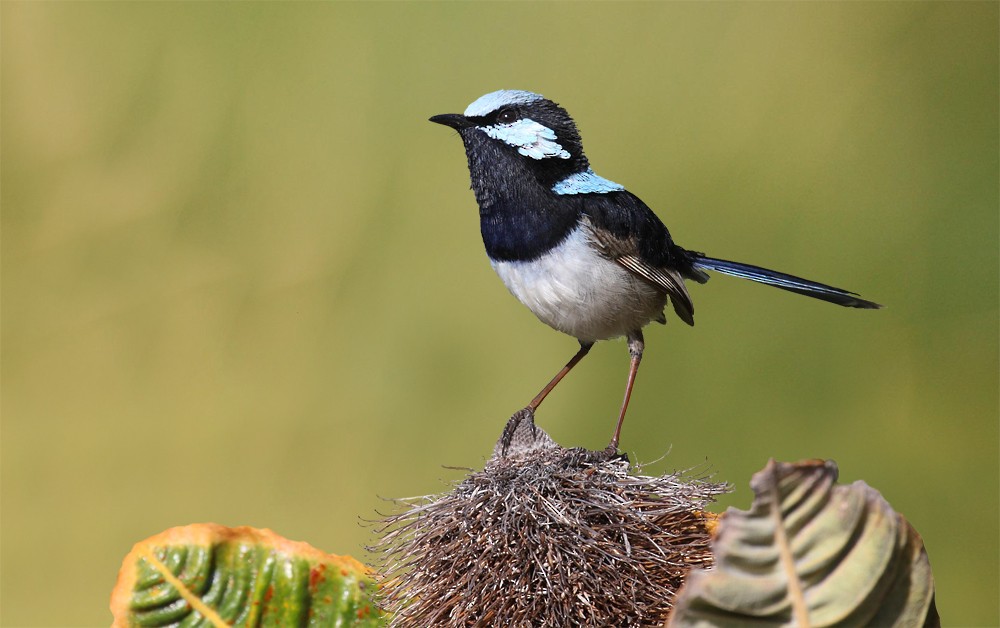 Superb Fairywren - ML205577501