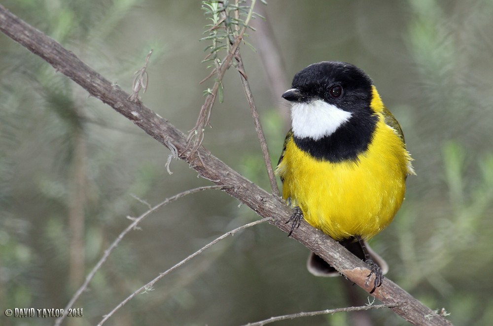 Golden Whistler - David taylor