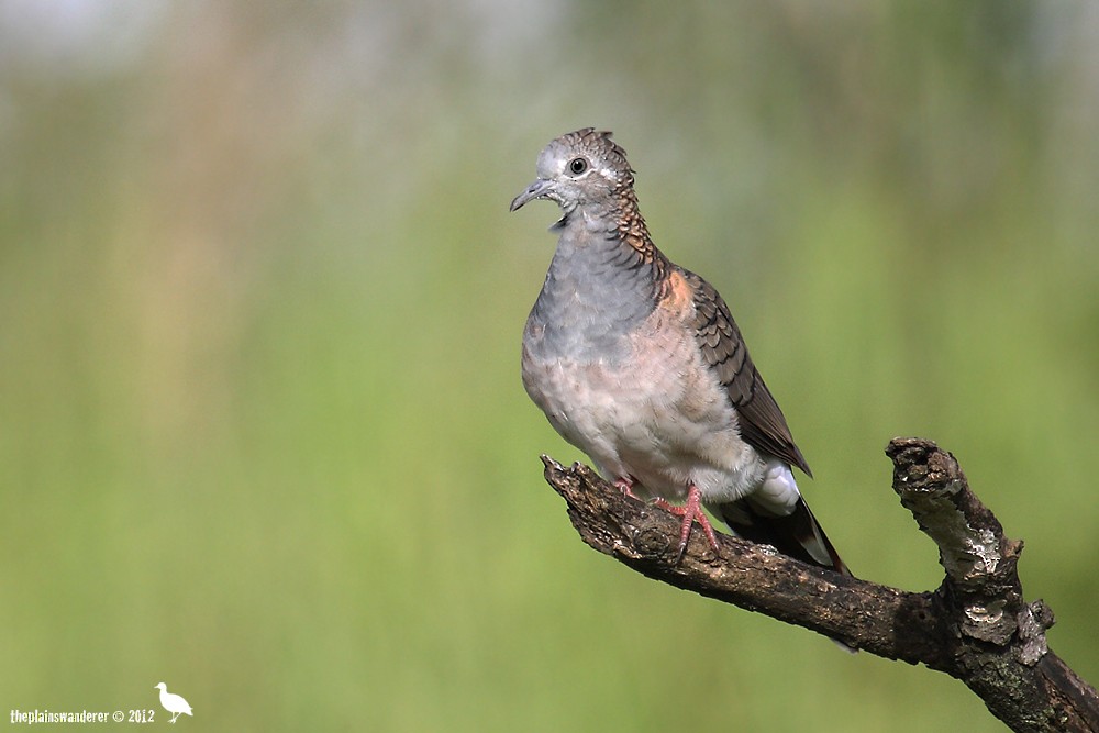 Bar-shouldered Dove - ML205577821