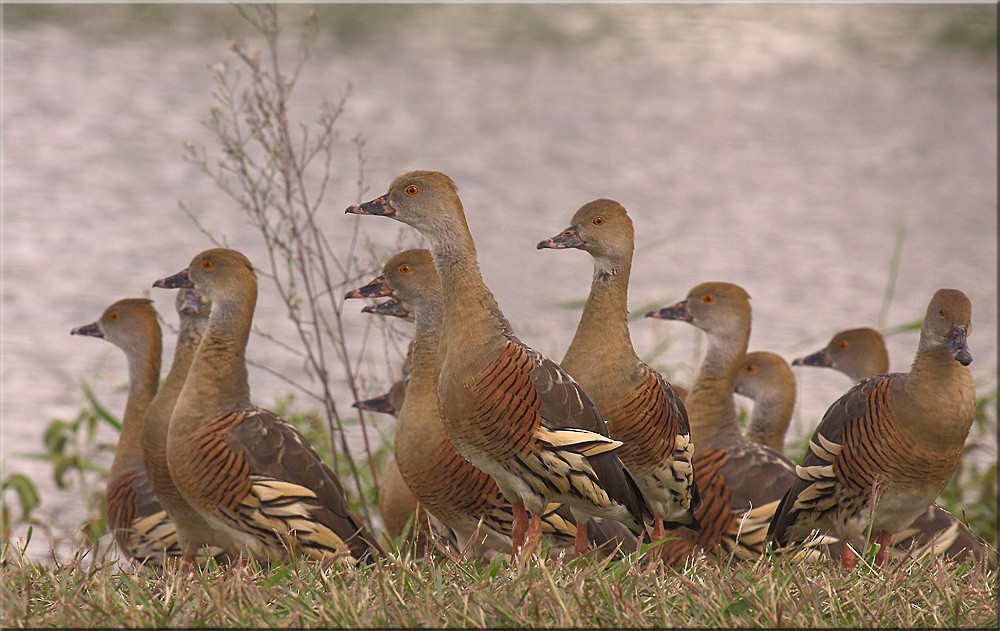 Plumed Whistling-Duck - ML205577941