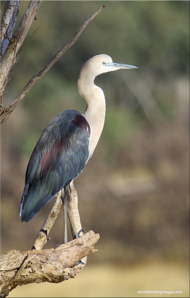 Pacific Heron - ML205578011