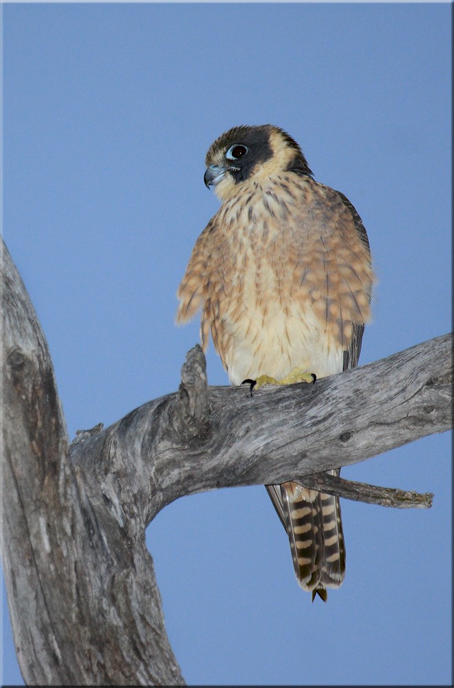 Australian Hobby - ML205578021