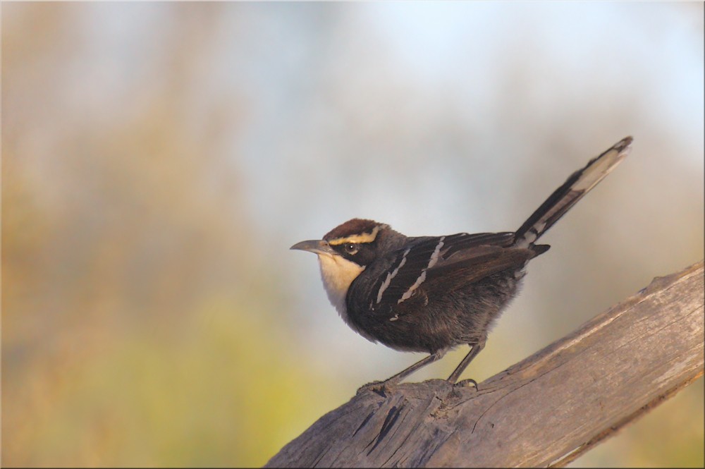 Chestnut-crowned Babbler - ML205578041