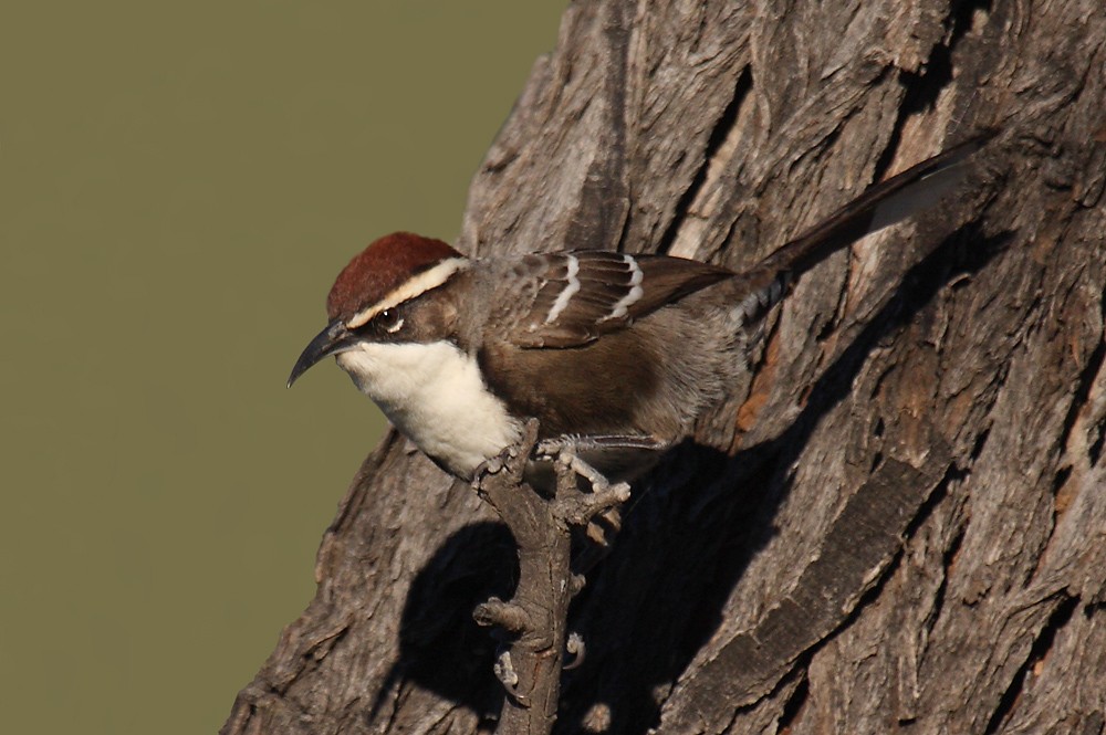 Chestnut-crowned Babbler - ML205578051