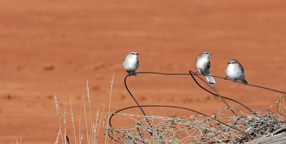 Jacky-winter - David taylor