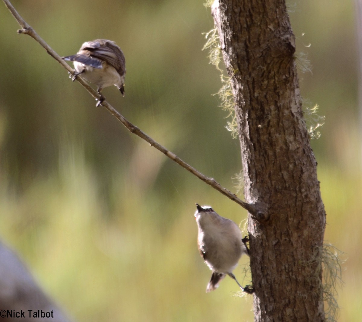 Mangrove Gerygone - ML205578571