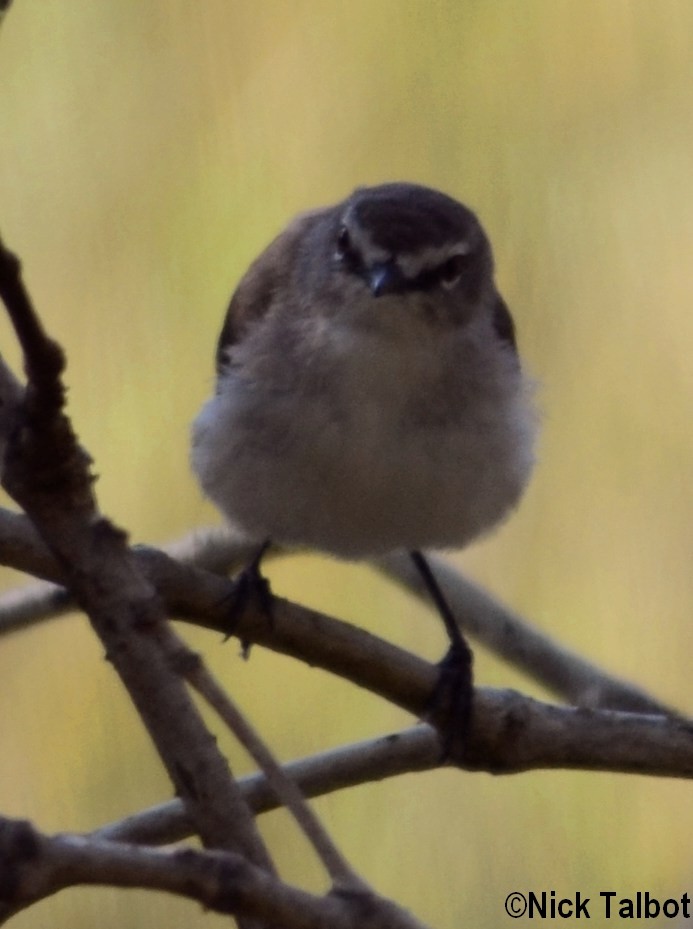 Mangrove Gerygone - ML205578581