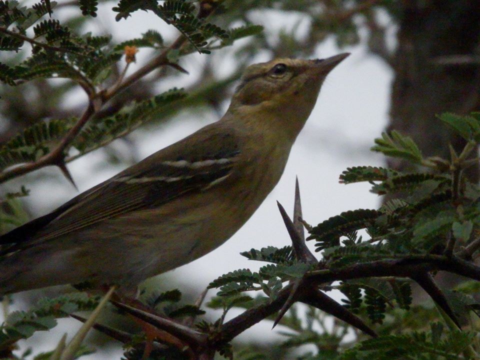 Blackpoll Warbler - ML20557871