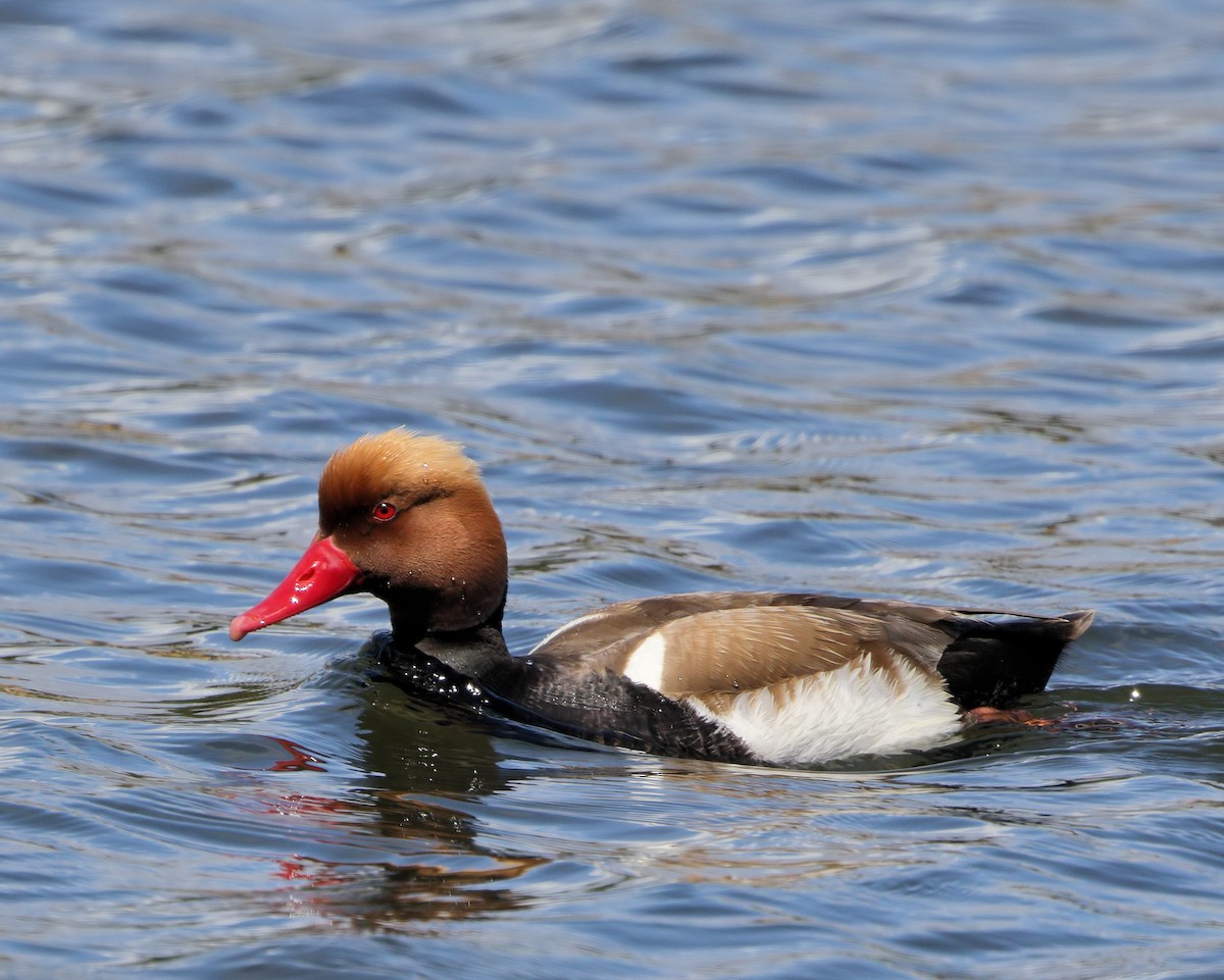 Red-crested Pochard - ML205579121