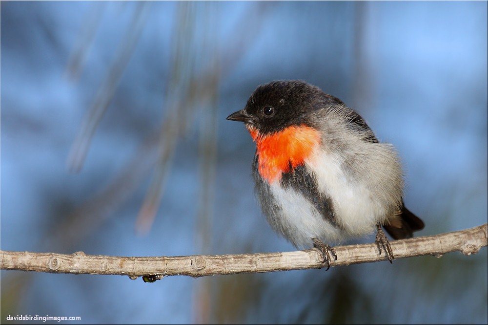 Mistletoebird - ML205579621