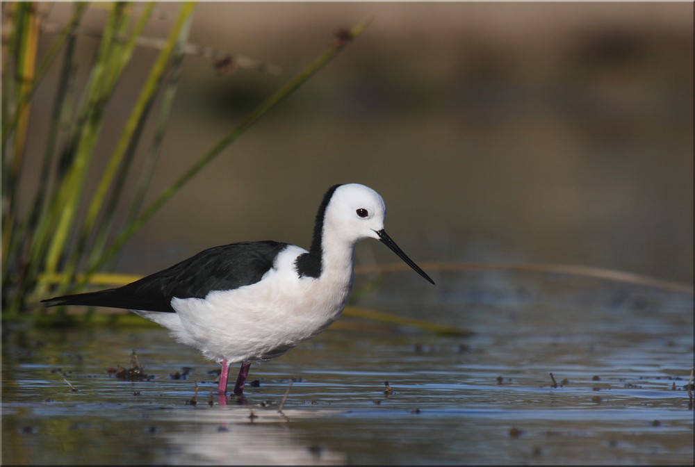 Pied Stilt - ML205579641
