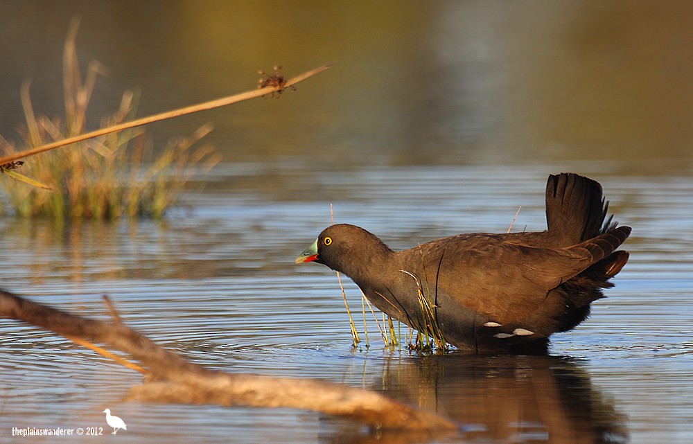 Black-tailed Nativehen - ML205579661