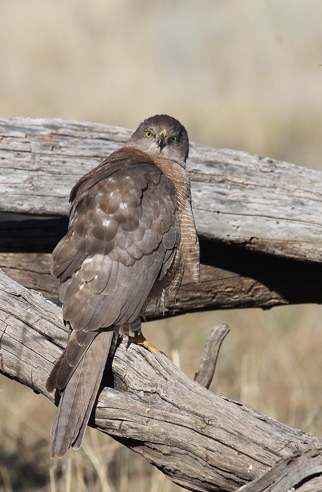 Brown Goshawk - ML205579761