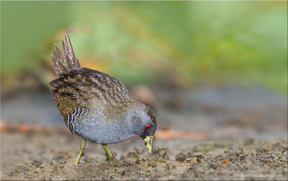 Australian Crake - David taylor