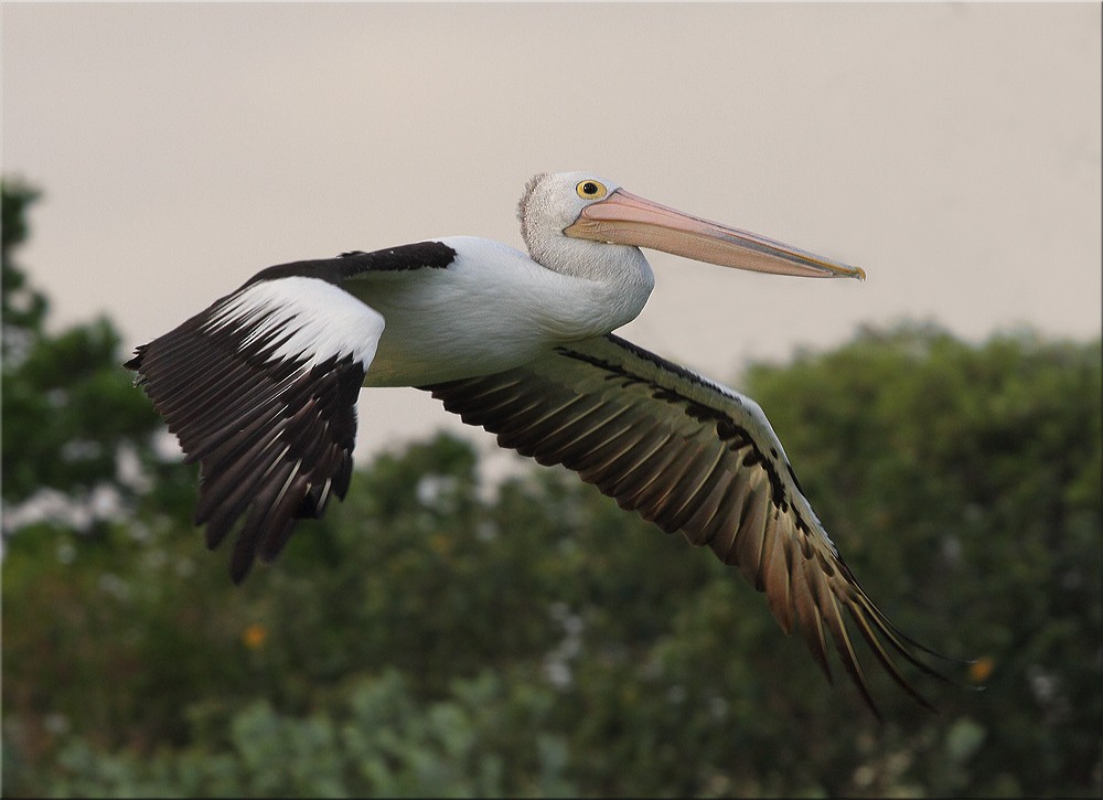 Australian Pelican - ML205579991