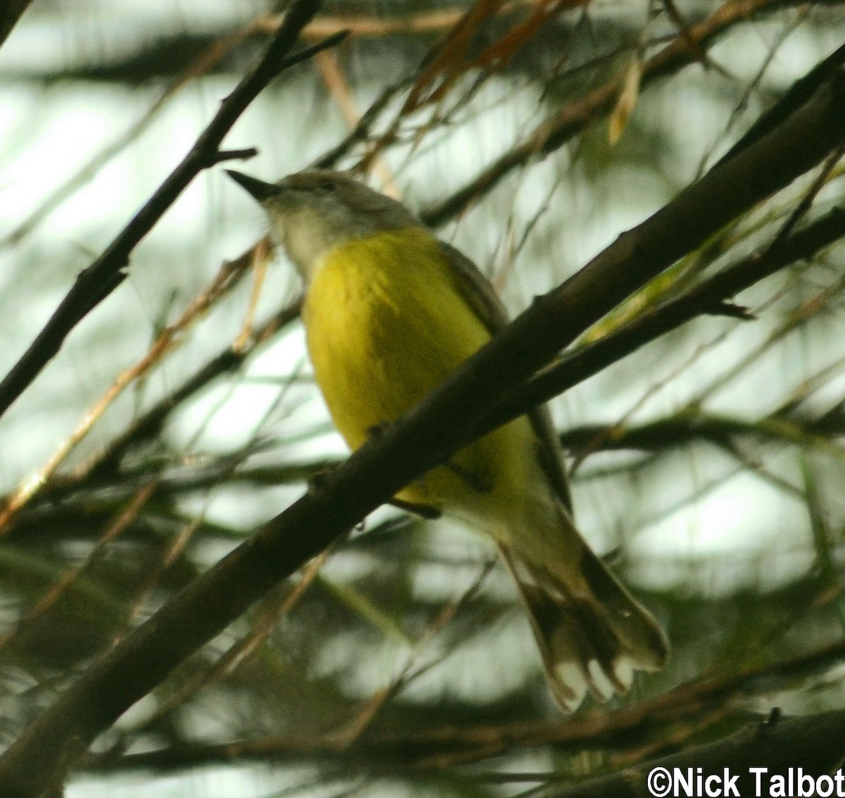 White-throated Gerygone - ML205580441