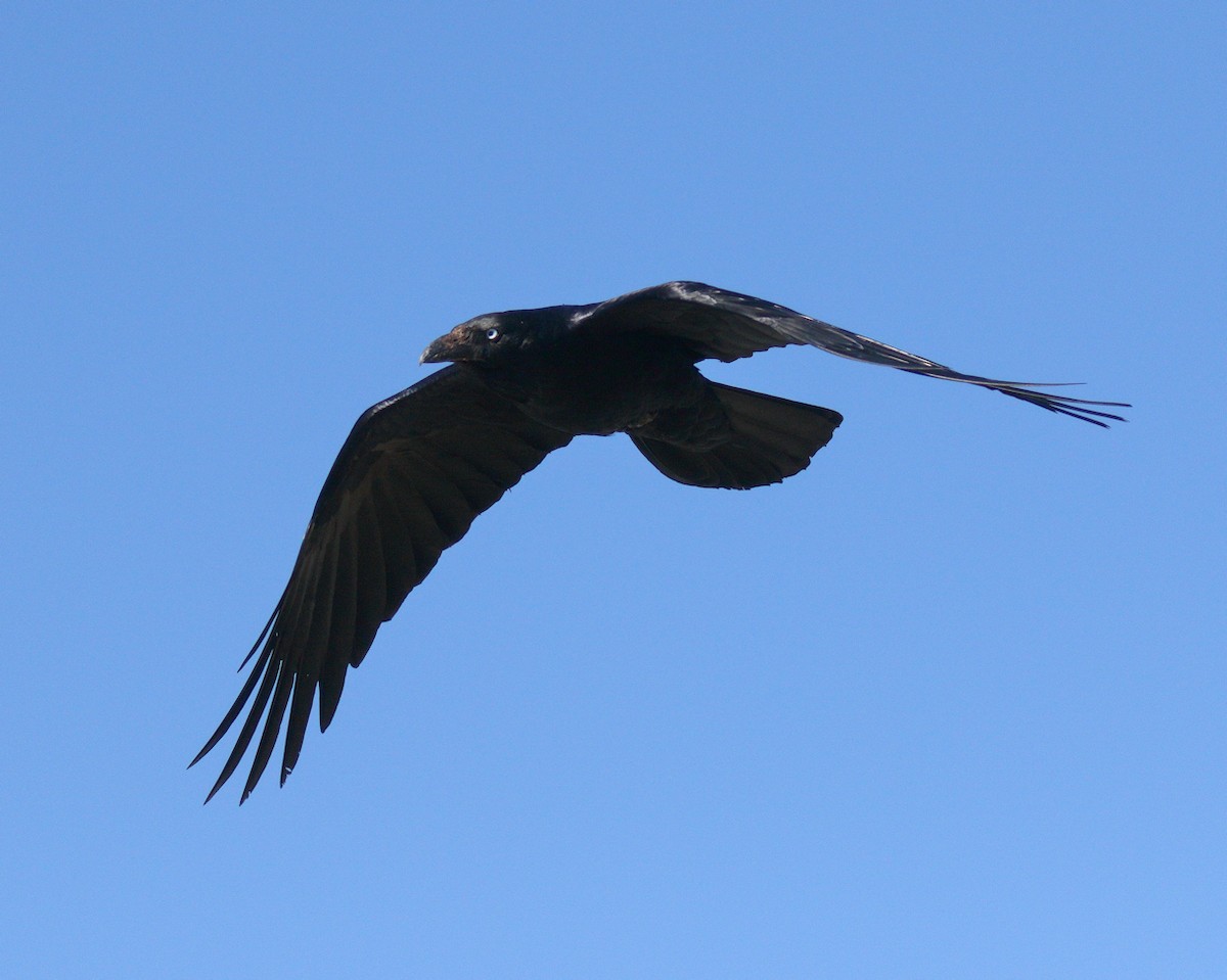 Australian Raven - ML205580981