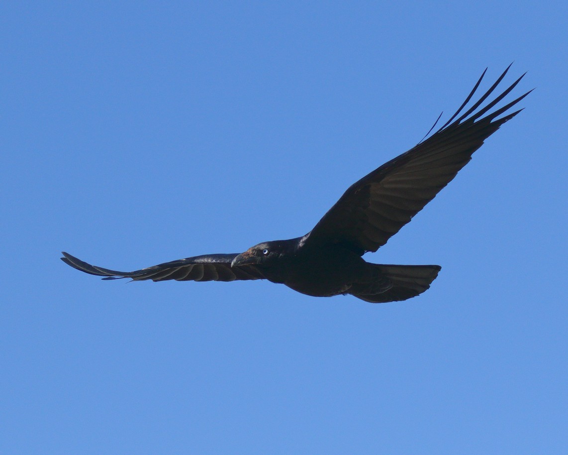 Australian Raven - ML205580991