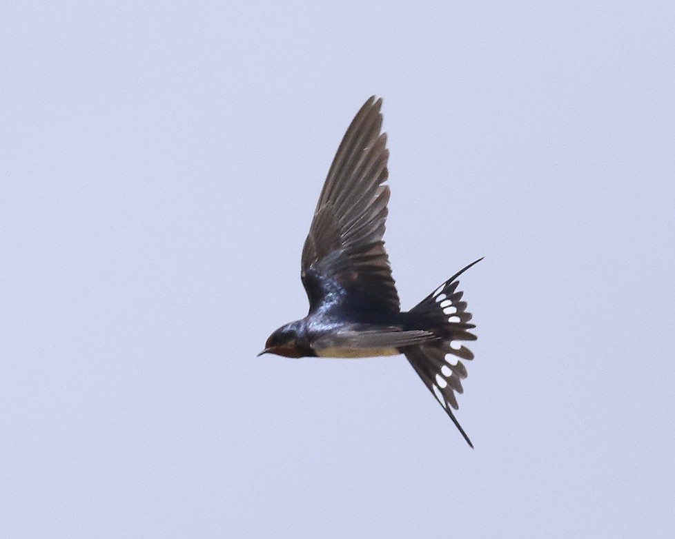 Barn Swallow (White-bellied) - Ian K Barker