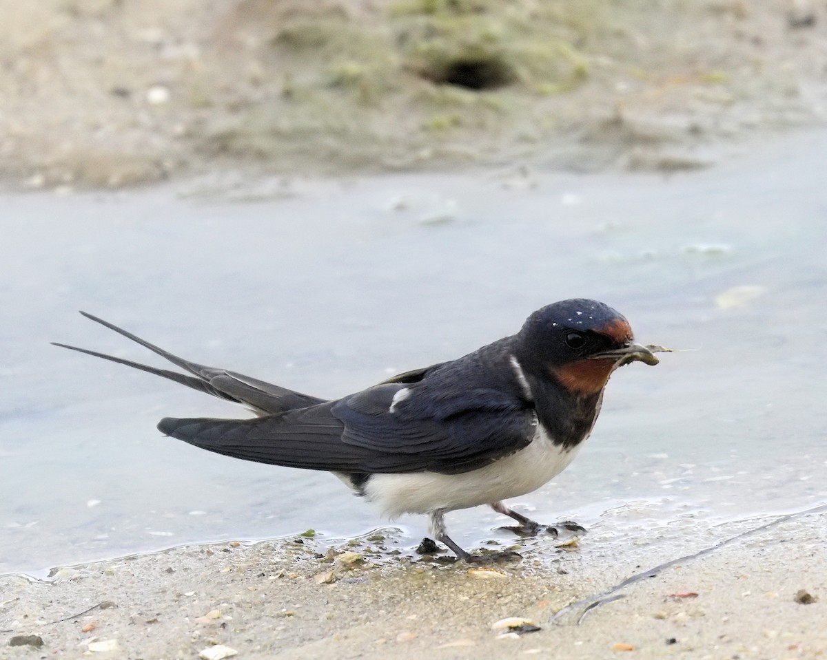 Barn Swallow (White-bellied) - Ian K Barker