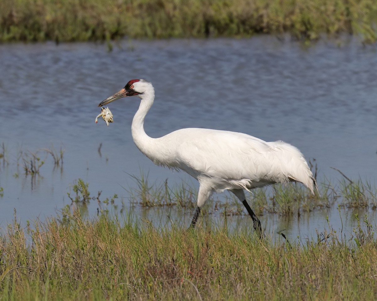 Whooping Crane - ML205581581