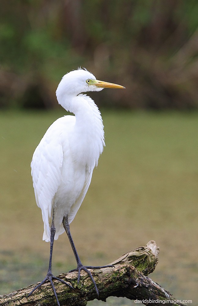 Plumed Egret - David taylor