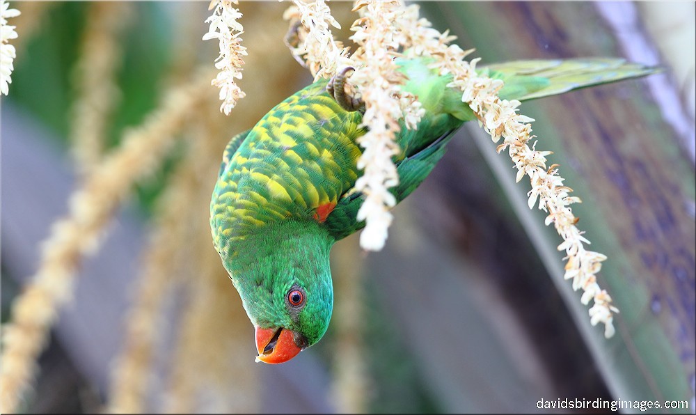 Scaly-breasted Lorikeet - David taylor