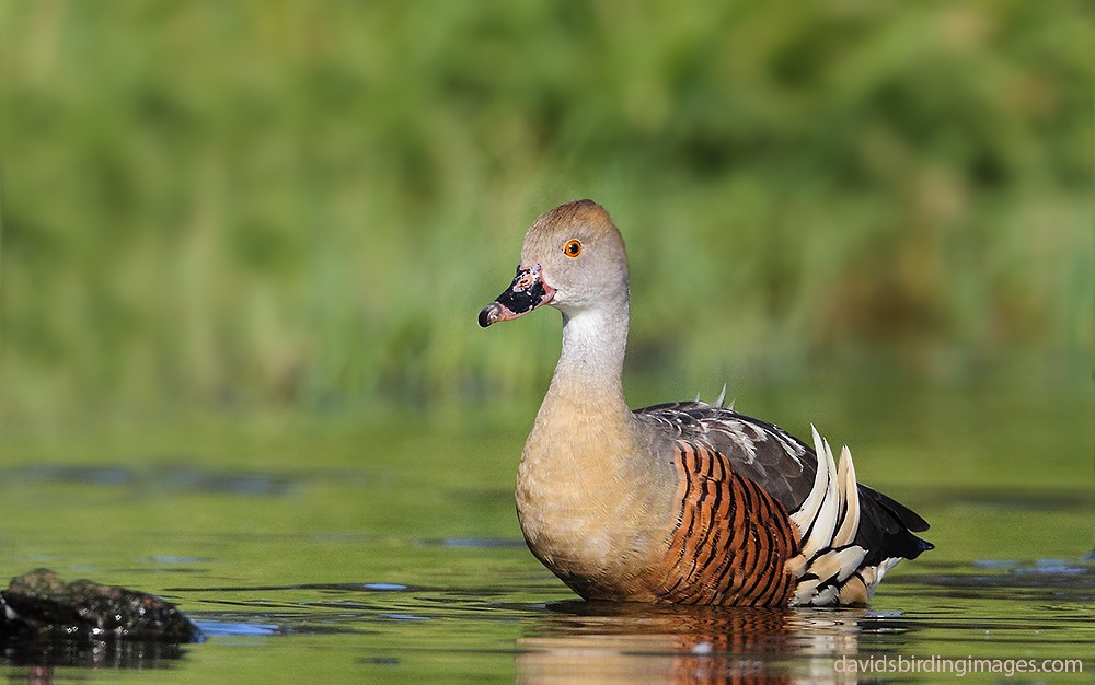 Plumed Whistling-Duck - David taylor