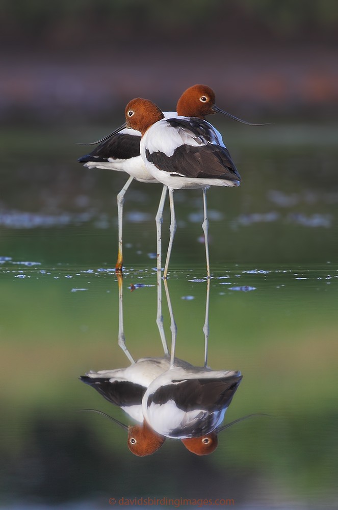 Red-necked Avocet - ML205581861