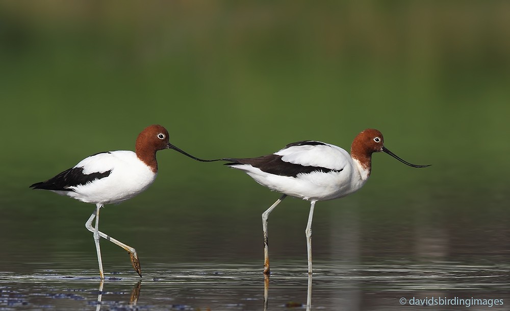 Red-necked Avocet - ML205581881