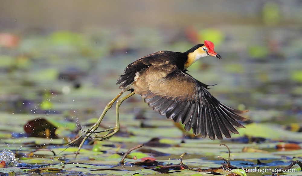 Comb-crested Jacana - David taylor