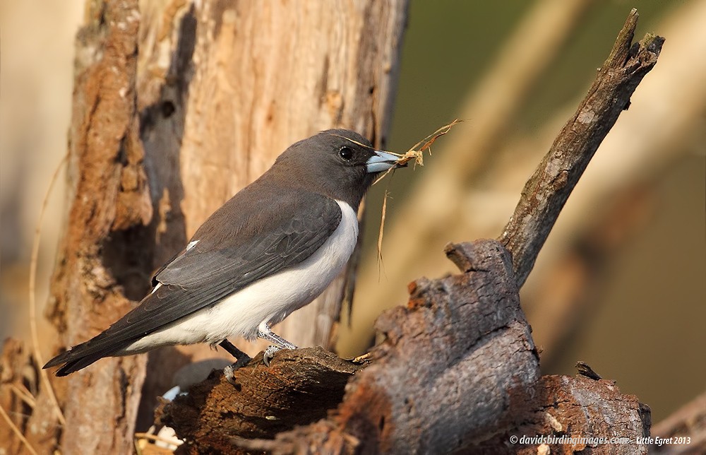 White-breasted Woodswallow - ML205582091