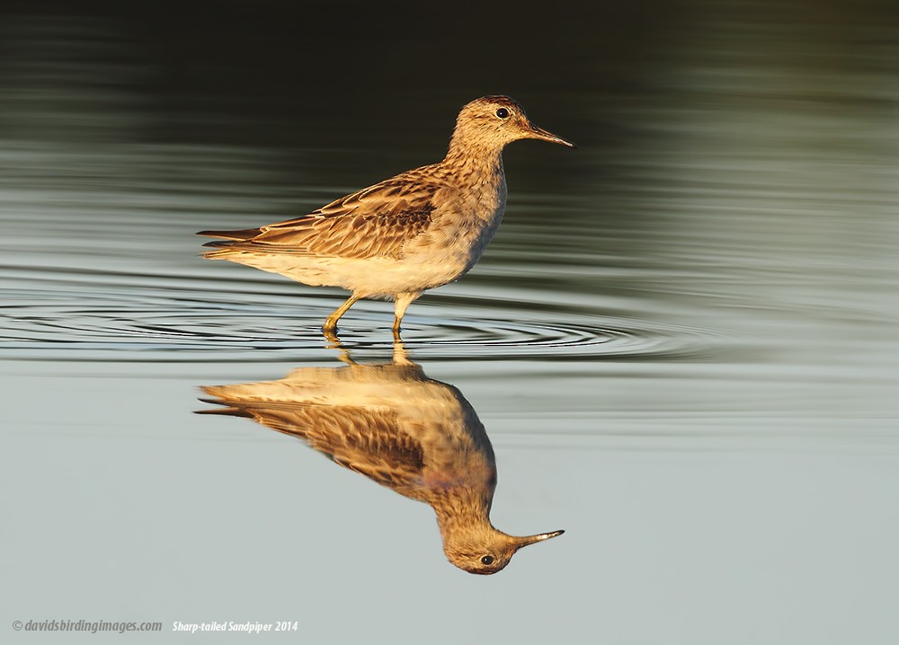 Sharp-tailed Sandpiper - ML205582121