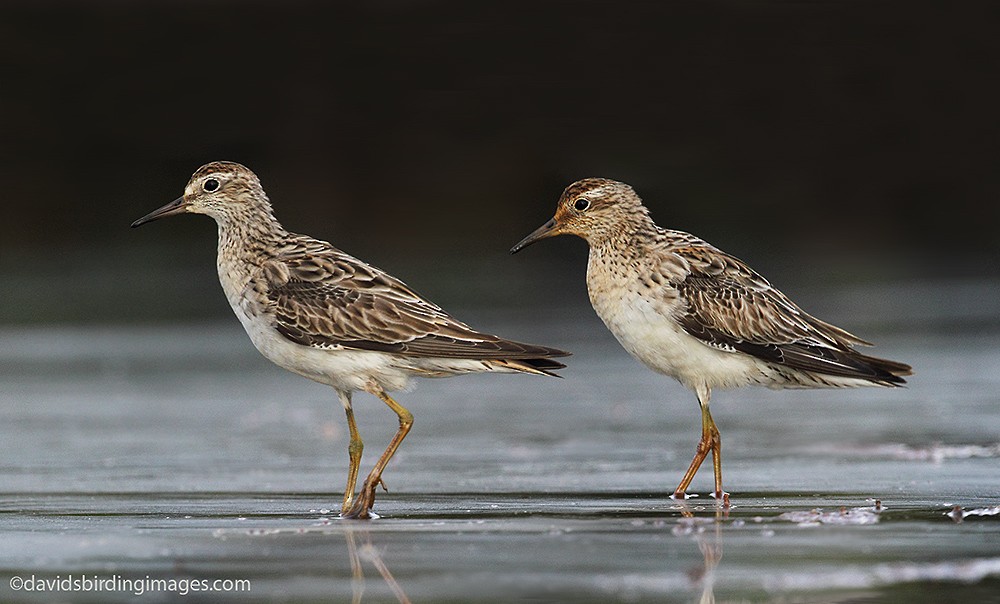 Sharp-tailed Sandpiper - David taylor