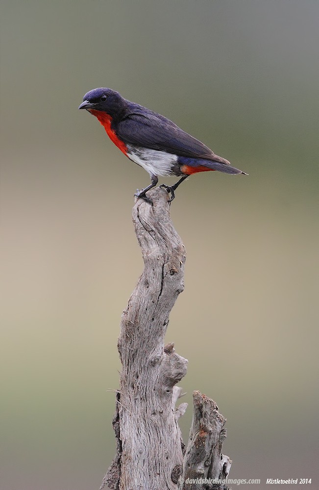 Mistletoebird - ML205582151