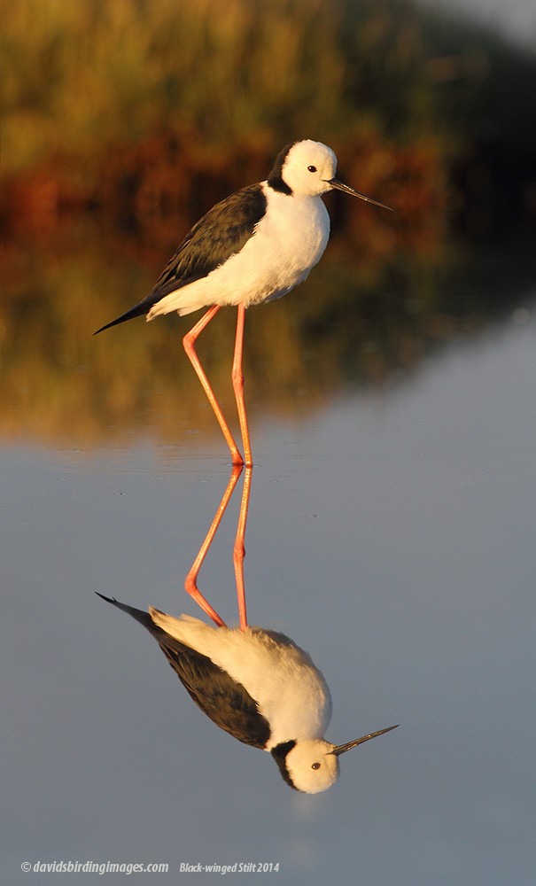 Pied Stilt - David taylor