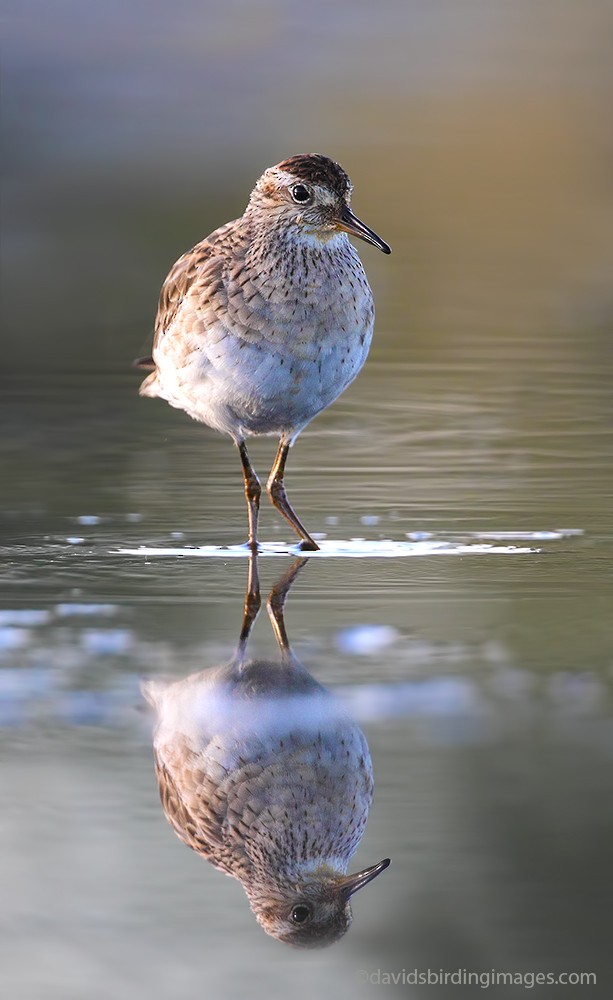 Sharp-tailed Sandpiper - ML205582171