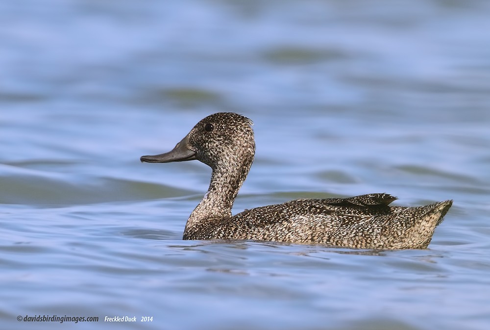 Freckled Duck - David taylor