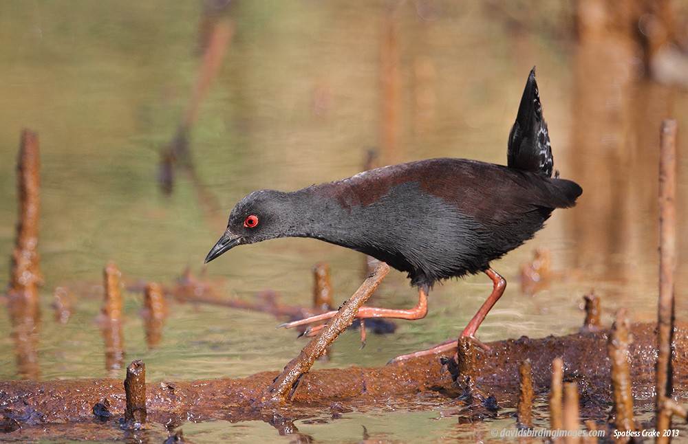 Spotless Crake - David taylor